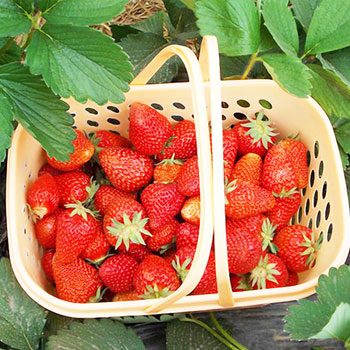  教育部关于印发《中小学生学籍管理办法》的通知