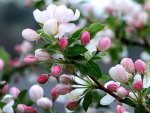  菜鸟网络学院招幕会员